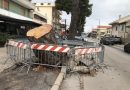 SS16 Pescara sud: a rischio l’alberata di Pini