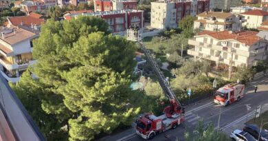 Potrebbe essere un monumento arboreo