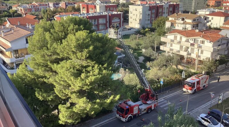 Potrebbe essere un monumento arboreo